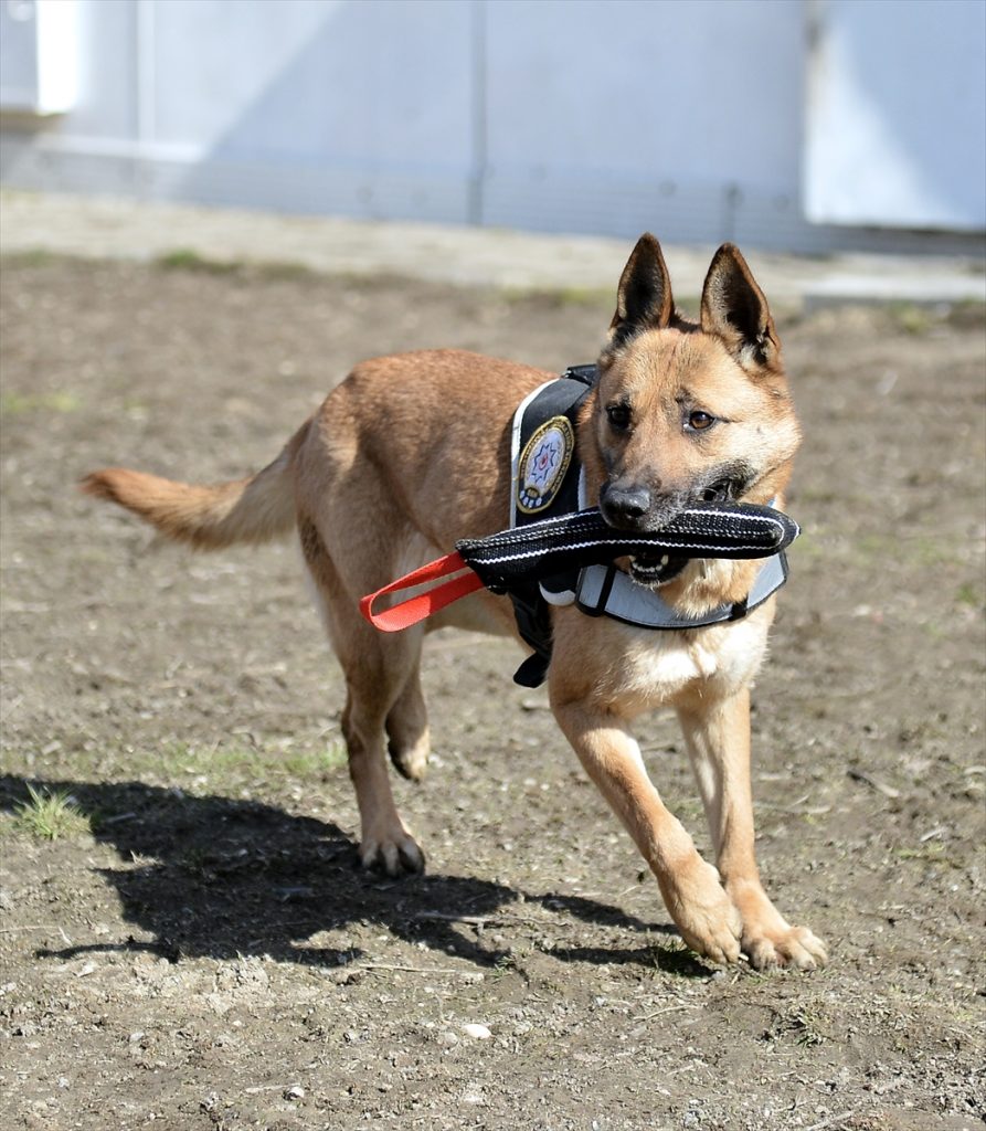 Polis köpeği Lady &quot;siciline&quot; 2,5 ton uyuşturucu yazdırdı. Eskişehir