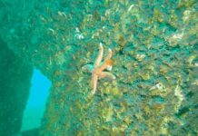 Akçansa’nın Yapay Resif projesine Ortak Yarınlar Ödülü