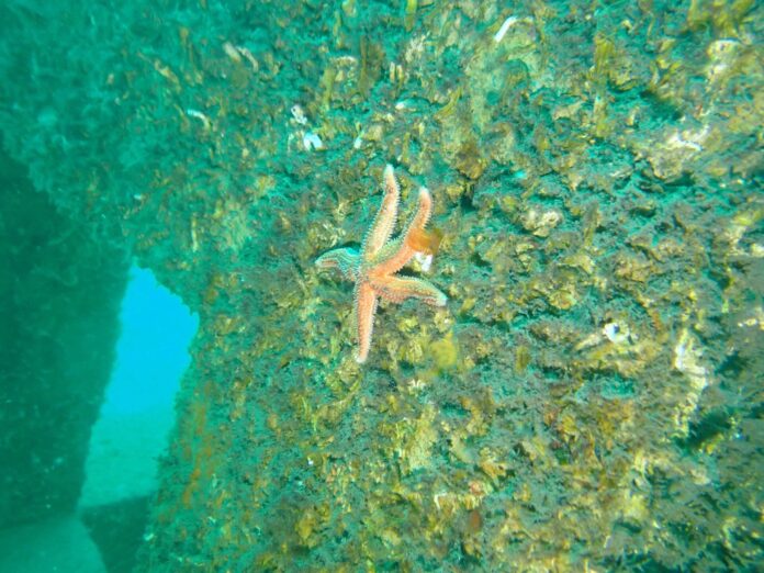 1765786614_Ak__ansa_2